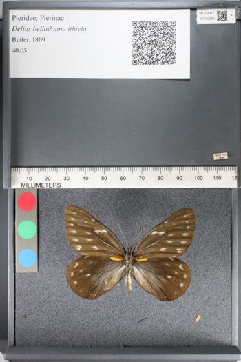 Media type: image;   Entomology 130383